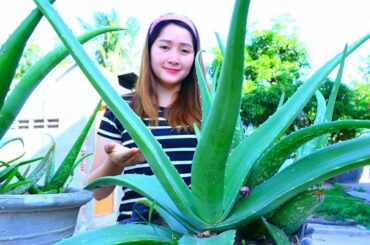 Yummy Aloe Vera Jelly Cooking - Aloe Vera Jelly - Cooking With Sros