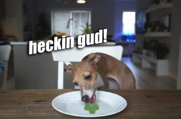My Italian Greyhound Reviews Food