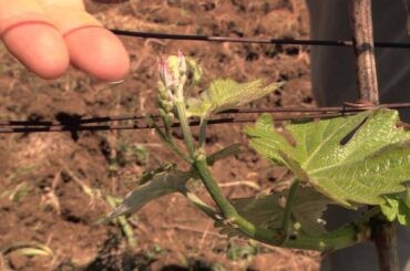 Italy's Great Hill Towns