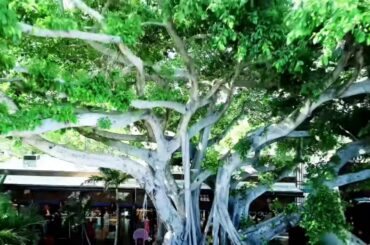 Best top ten best Italian restaurants in Miami upper buena vista miami 2020