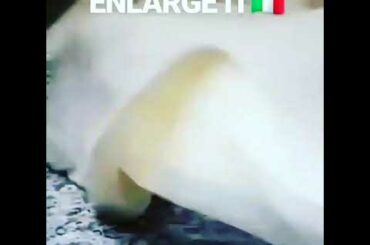 THE 🇮🇹❤ITALIAN PASQUALINO❤🇮🇹 PIZZA DOUGH