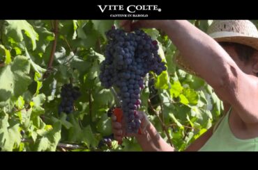 Vite Colte Italian Winery In Barolo