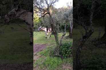 TUSCAN REGION OF ITALY TOUR (14)