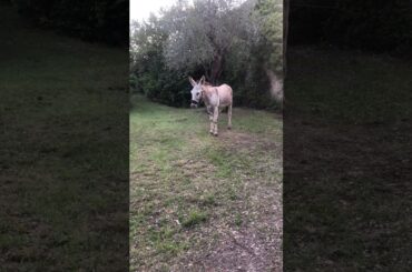 TUSCAN REGION OF ITALY TOUR (12)