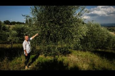 ORGANIC FOOD ITALY, ORGANIC OLIVE OIL. REAL PEOPLE GROWING REAL FOOD AT SUZIE'S YARD IN TUSCANY.