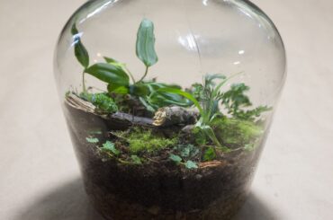 Making a Bottle Terrarium + Closed Terrarium Basics