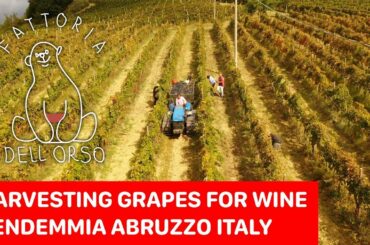 Fattoria Dell'Orso vendemmia in italy abruzzo harvesting grapes for wine