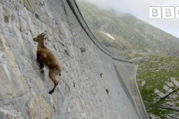 The incredible ibex defies gravity and climbs a dam | Forces of Nature with Brian Cox - BBC