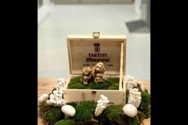 White truffle from Morra Alba Italy