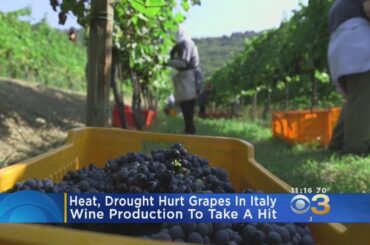 Italian Wine Production Takes Hit After Heat Causes Drought