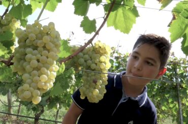 Sannio Falanghina European Wine City 2019