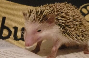 Hedgehog | Jasper Eating Food