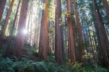 California Now Podcast: Redwood Coast, Favorite Hotels, Sacramento Dining