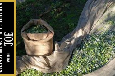 What does Olive Oil Harvest Look Like Cooking Italian with Joe