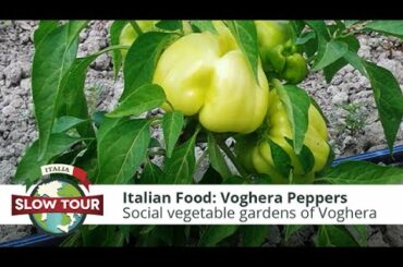 Italian Food: Voghera Peppers | Italia Slow Tour