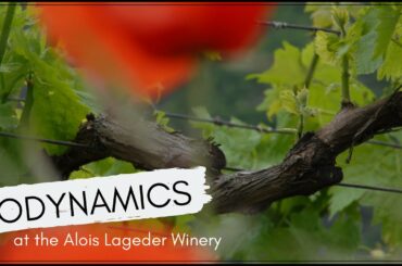 Biodynamic agriculture at the Alois Lageder Winery