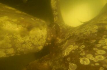 Hull Inspection for "Bucci's Italian Restaurant," Hilton Head Island