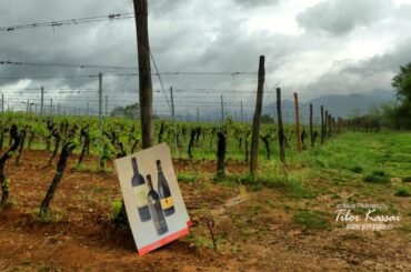 Travel to Tuscany - Montecarlo - Episode 14