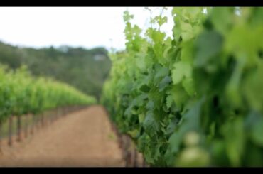 Explore California Wine Country| Sotheby's International Realty