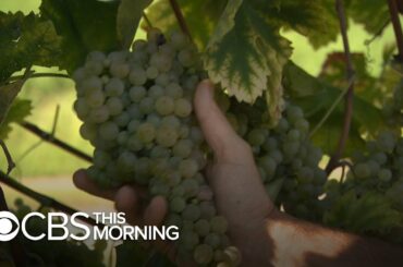 Climate change is threatening Prosecco vineyards