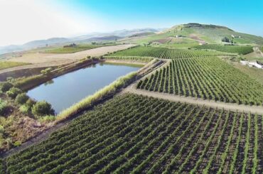 Wine in Sicily   Tenute Maltese