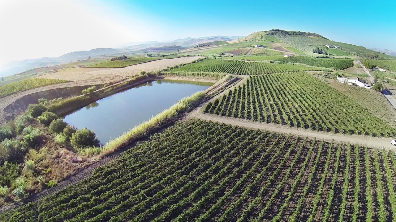 Wine in Sicily Tenute Maltese Wine in Sicily Tenute Maltese