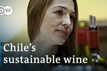 Chile's wine: Switch to renewables to secure the future | Global Ideas