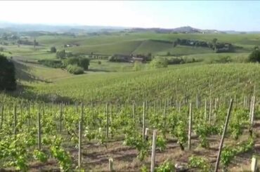 Barbaresco, Cuneo, Langhe, Piedmont, Italy, Europe