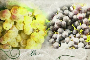 Harvest 2015 at San Colombano al Lambro (Milano, Italy) in organic winery - Hard but amazing job!