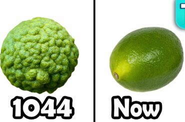 Wild vs Domesticated Foods Ep.4