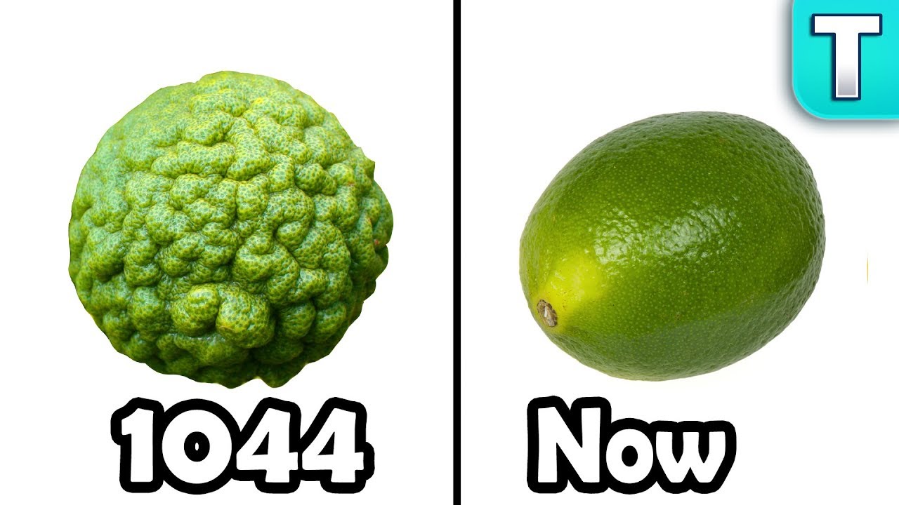 Wild vs Domesticated Foods Ep.4 Wild vs Domesticated Foods Ep.4