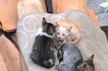 8 Wild Italian Kittens Relaxing After Eating Pasta !!!!