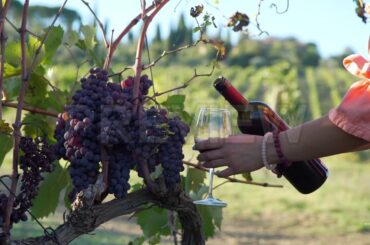 Pouring Wine At Vineyard Stock Video