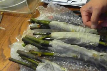 Brooklyn Italian White Fig Cuttings