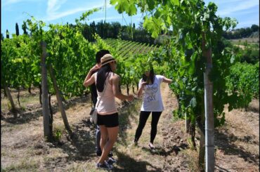 San Gimignano Wine Tours - Visit vineyards to enjoy red and white wines in Tuscany.