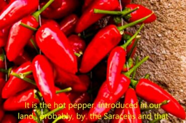 Traditional Calabrian Cuisine