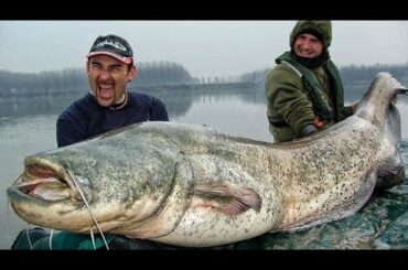 250 POUND ITALIAN MONSTER CATFISH WITH LITTLE ROD AND SMALL REEL - HD by CATFISH WORLD