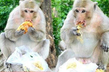 OMG !  king of monkey eating  Italy  noodles​​ fried And Egg