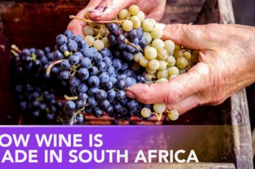 Making Wine At The Oldest Winery In South Africa - Groot Constantia