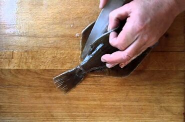 Filleting A Dab Plaice turbot flounder or other flatfish. Cooking Fish