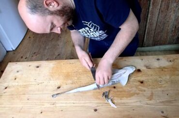 Cooking Fish: Skinning a Dogfish ready for cooking and eating