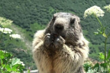 Swiss alpine marmot eating carrot