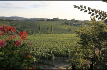 Nicola Biscardo Selections - Ortaglia Vineyards in Montepulciano Tuscany