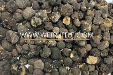 We truffle - Fresh Italian truffle online