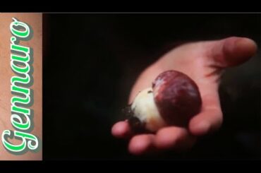 Mushroom Foraging & Risotto