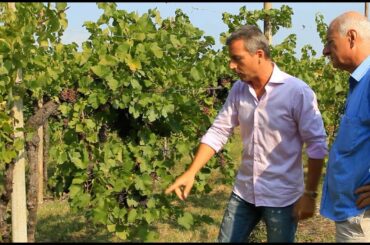Nicola Biscardo Selections - walking in the vineyards at Castellargo in Friuli Region Italy