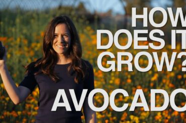 AVOCADO | How Does it Grow?