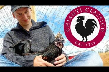 Chianti Classico Wine & the Black Rooster Facts you NEED to know!