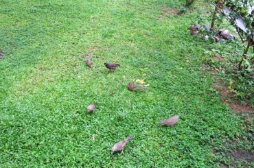 Beards Eating Near By House