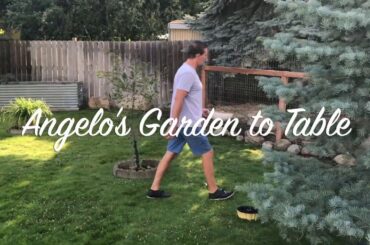 Angelo Home pg Short